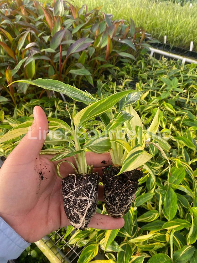 alpinia-zerumbet-variegata-shell-ginger-variegated