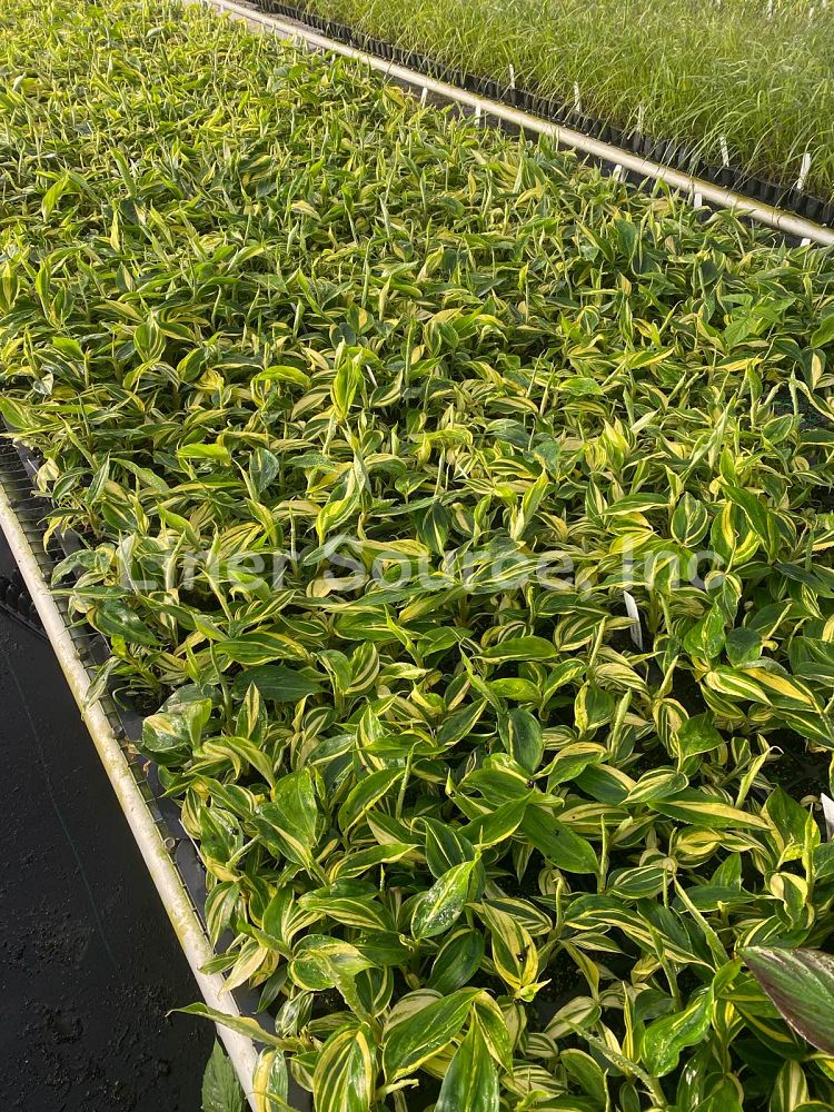 alpinia-zerumbet-variegata-shell-ginger-variegated