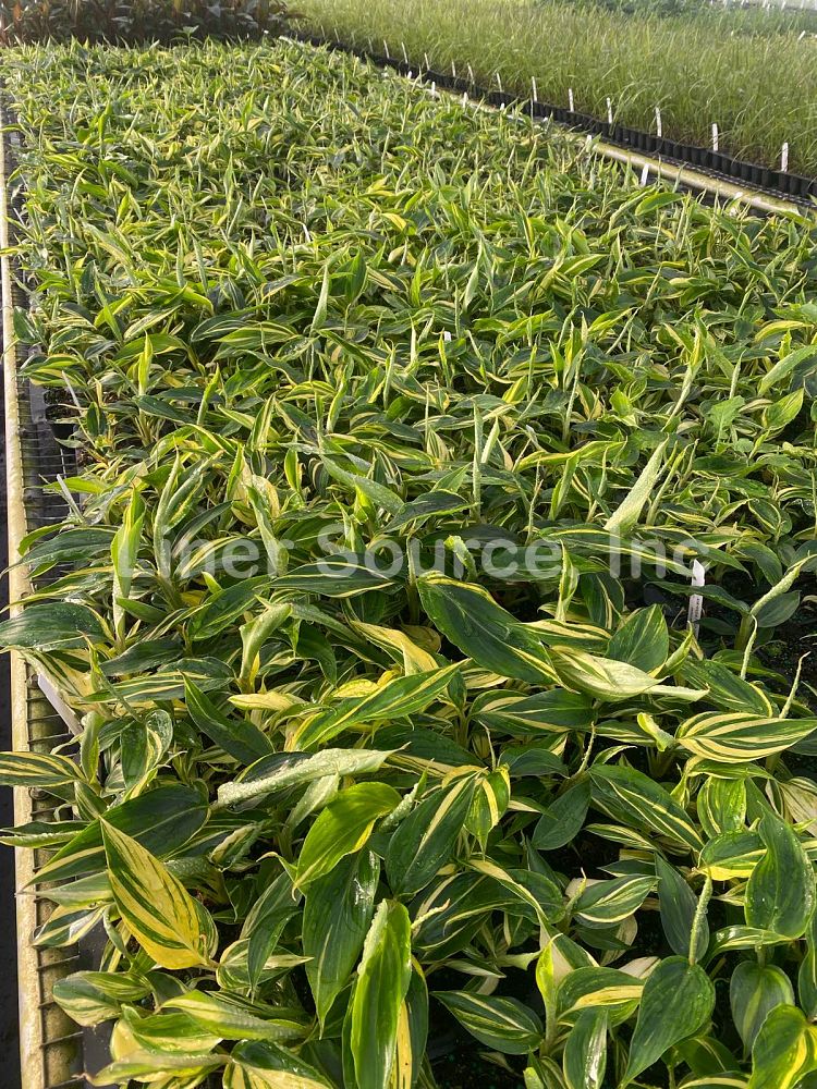 alpinia-zerumbet-variegata-shell-ginger-variegated