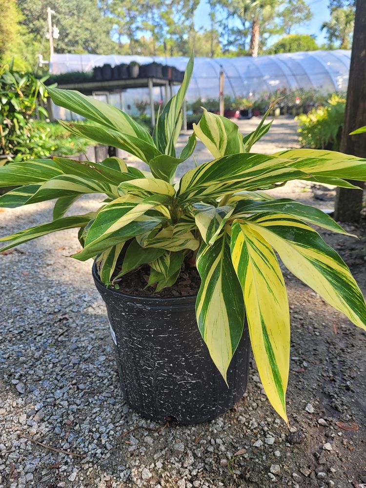 alpinia-zerumbet-variegata-shell-ginger-variegated