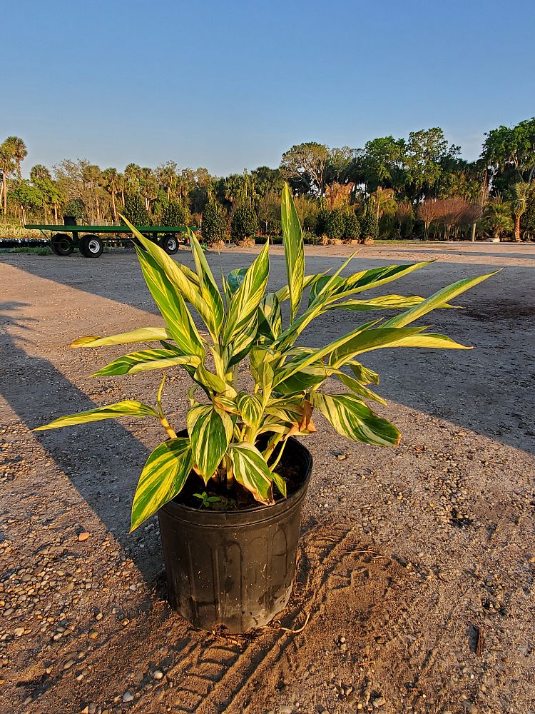 alpinia-zerumbet-variegata-shell-ginger-variegated