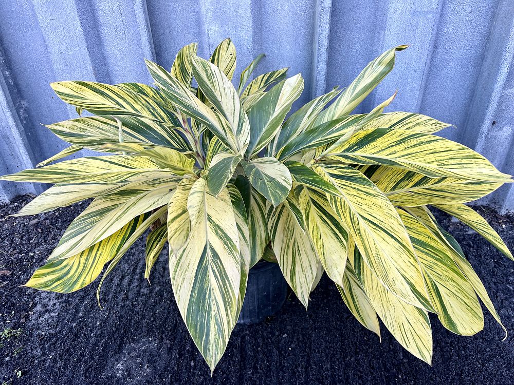 alpinia-zerumbet-variegata-shell-ginger-variegated