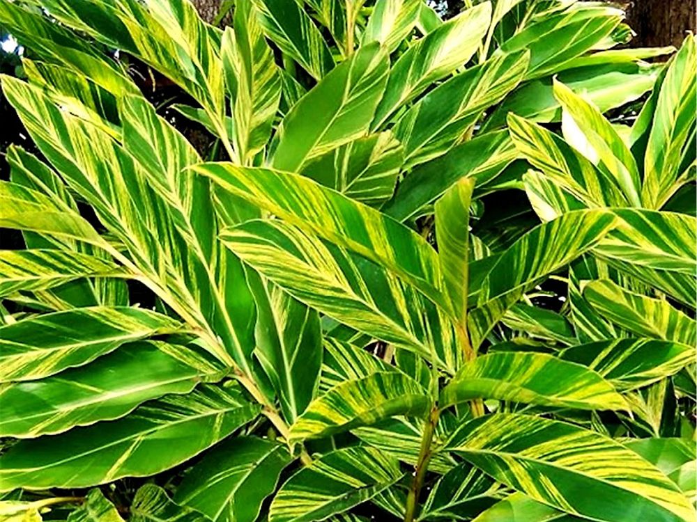 alpinia-zerumbet-variegata-shell-ginger-variegated