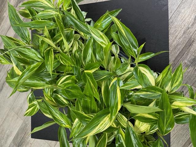 alpinia-zerumbet-variegata-shell-ginger-variegated