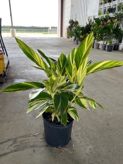 alpinia-zerumbet-variegata-shell-ginger-variegated