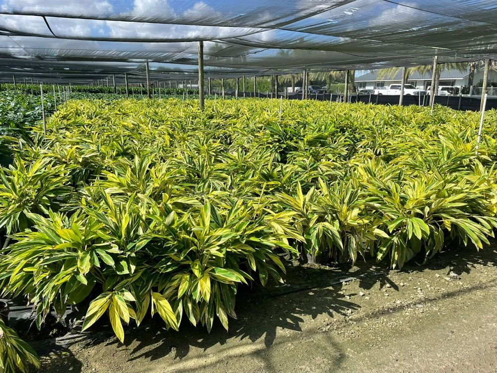 alpinia-zerumbet-variegata-shell-ginger-variegated