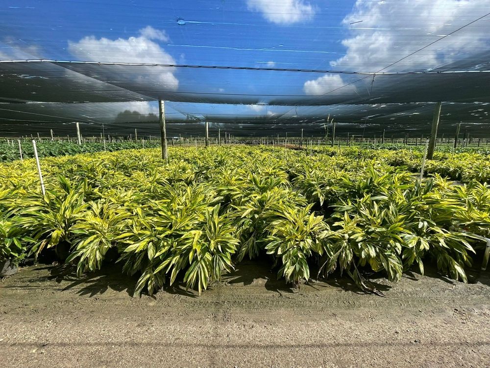 alpinia-zerumbet-variegata-shell-ginger-variegated