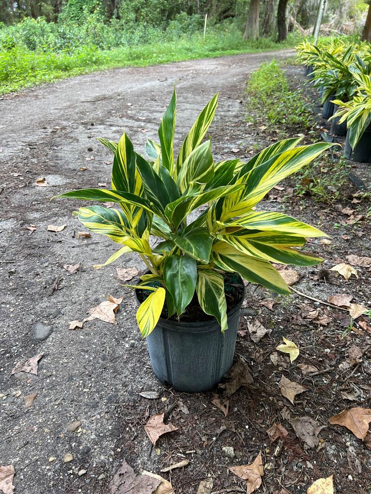 alpinia-zerumbet-variegata-shell-ginger-variegated