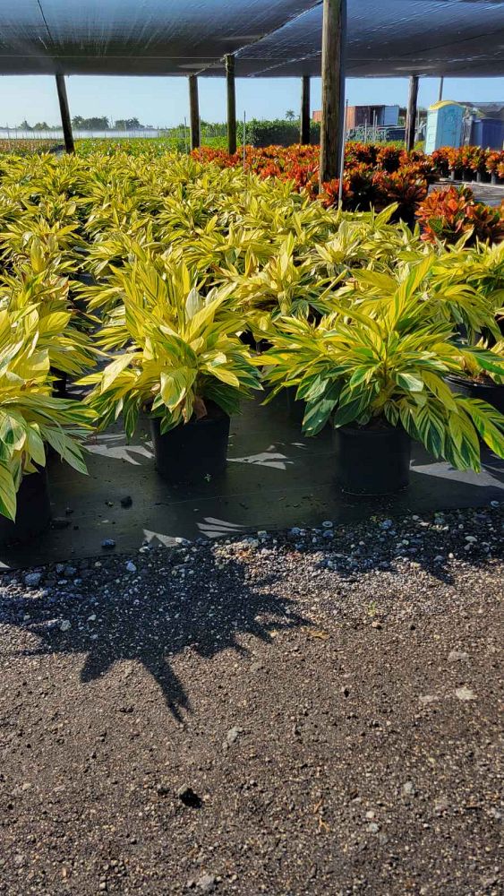 alpinia-zerumbet-variegata-shell-ginger-variegated