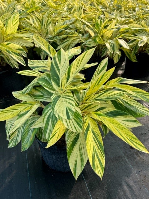 alpinia-zerumbet-variegata-shell-ginger-variegated