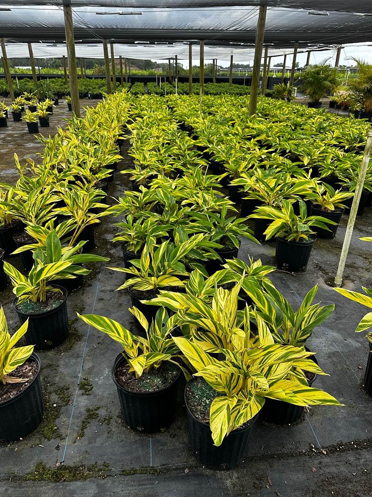 alpinia-zerumbet-variegata-shell-ginger-variegated