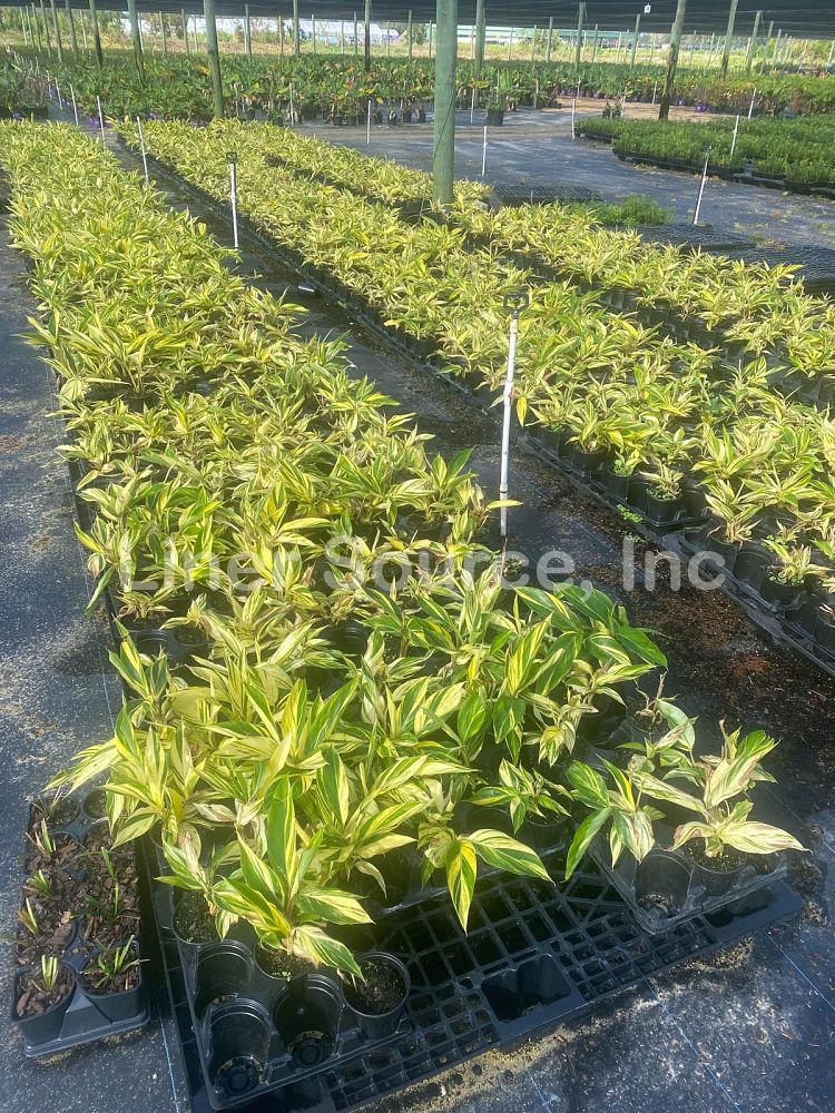 alpinia-zerumbet-variegata-shell-ginger-variegated