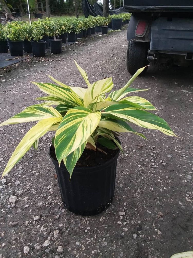 alpinia-zerumbet-variegata-shell-ginger-variegated