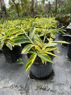 alpinia-zerumbet-variegata-shell-ginger-variegated