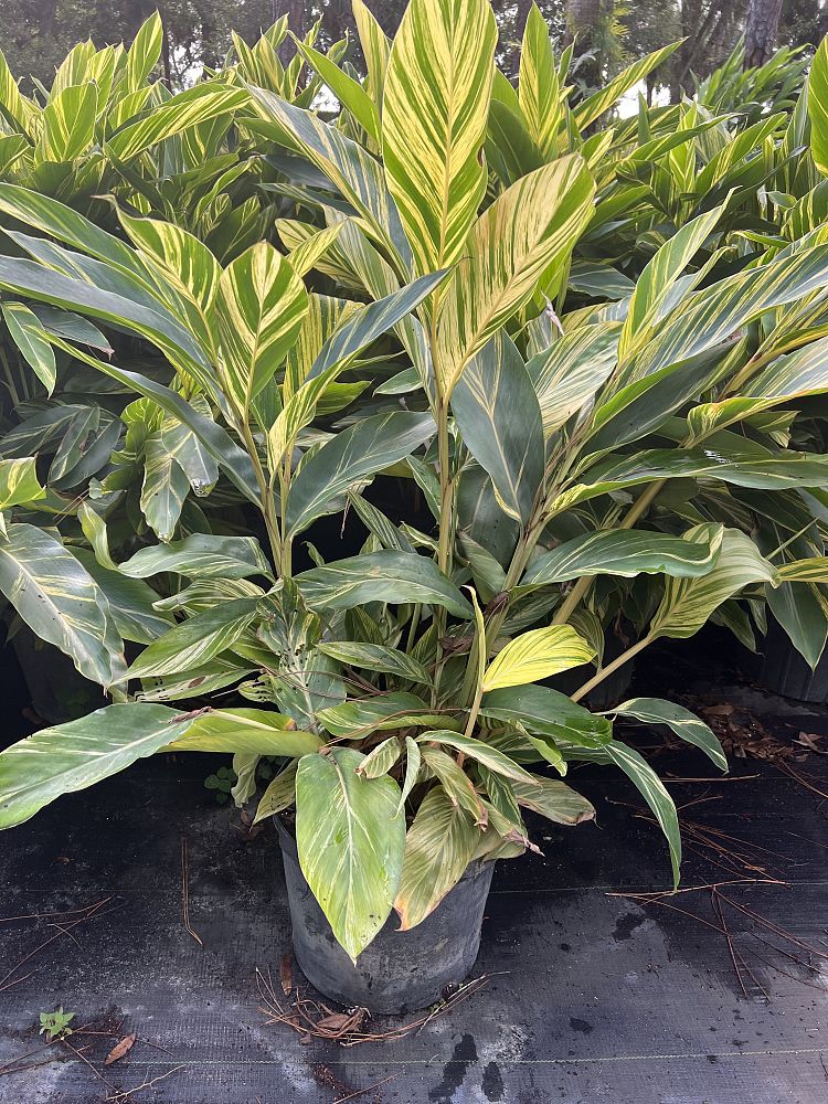 alpinia-zerumbet-variegata-shell-ginger-variegated