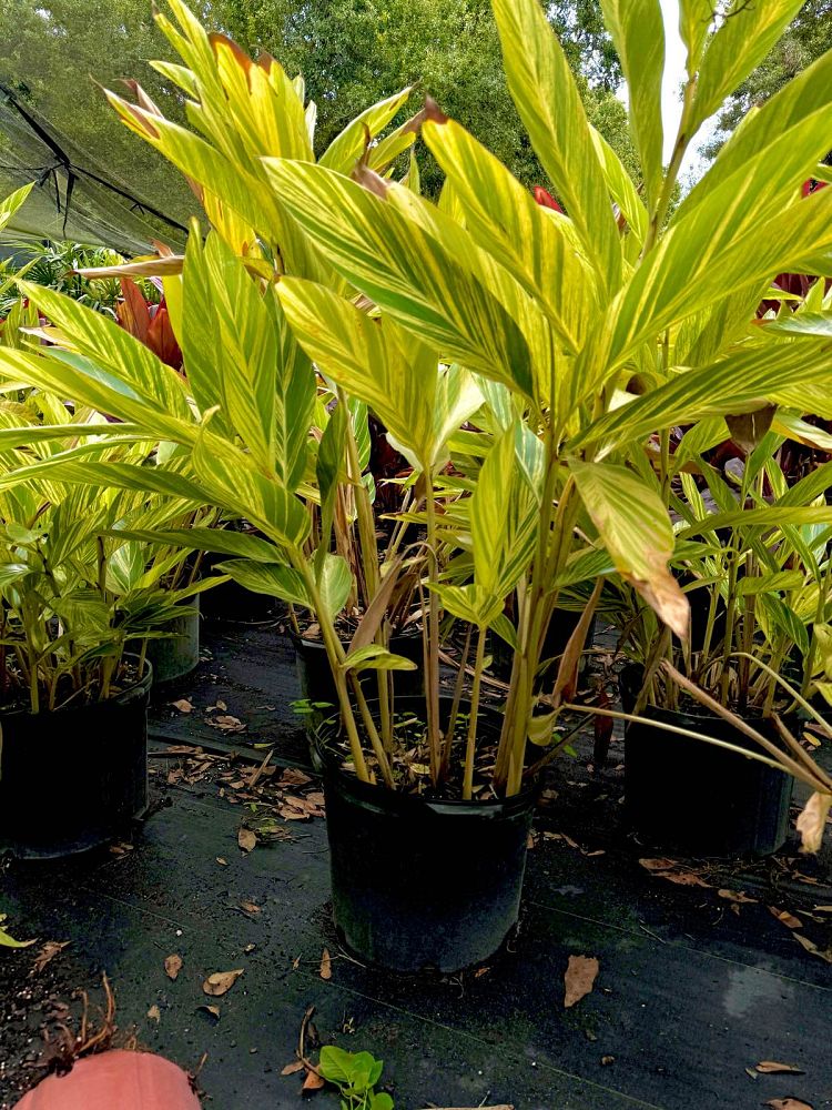 alpinia-zerumbet-variegata-shell-ginger-variegated