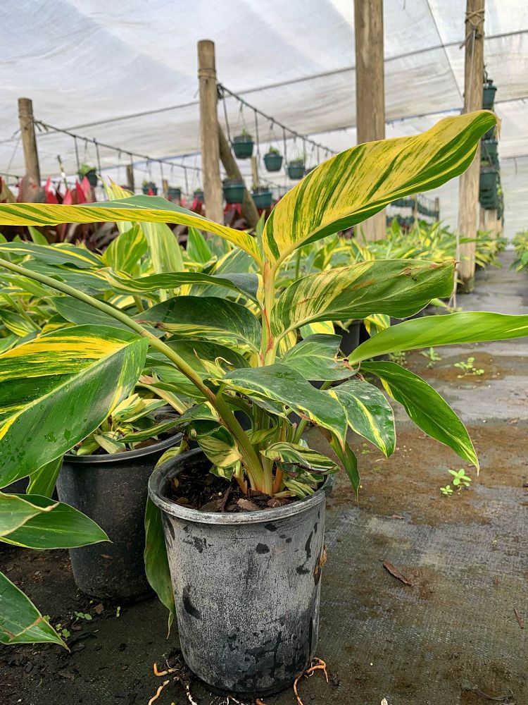 alpinia-zerumbet-variegata-shell-ginger-variegated