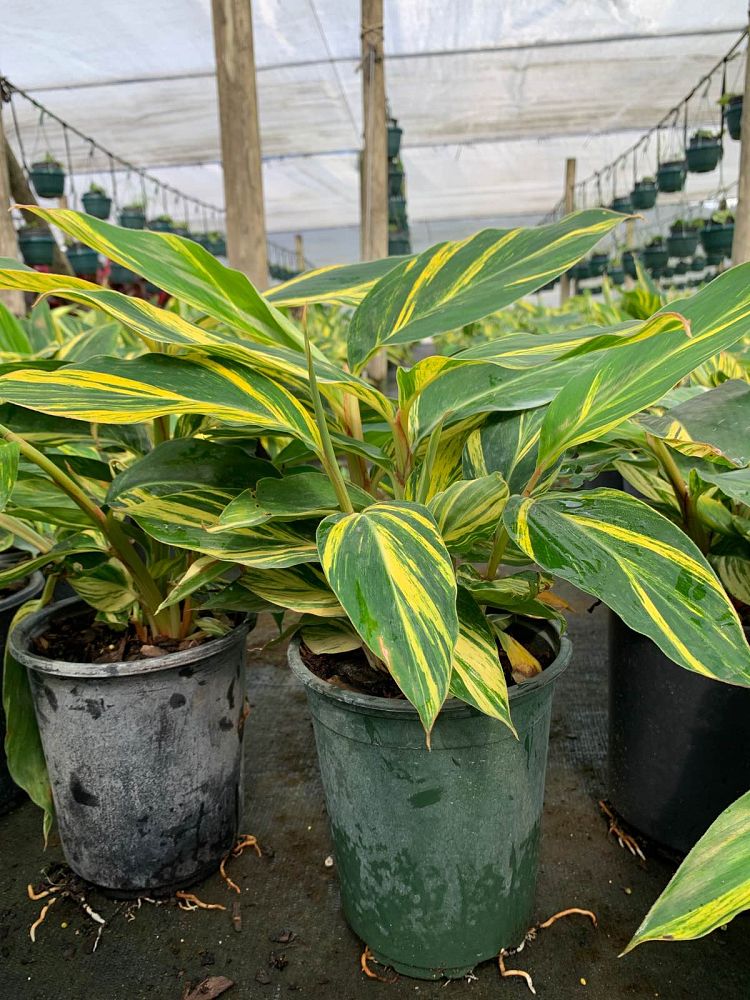 alpinia-zerumbet-variegata-shell-ginger-variegated