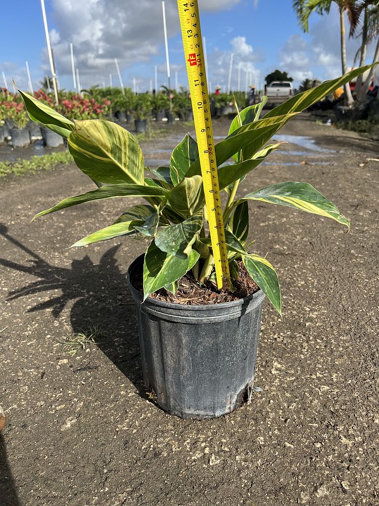 alpinia-zerumbet-variegata-shell-ginger-variegated