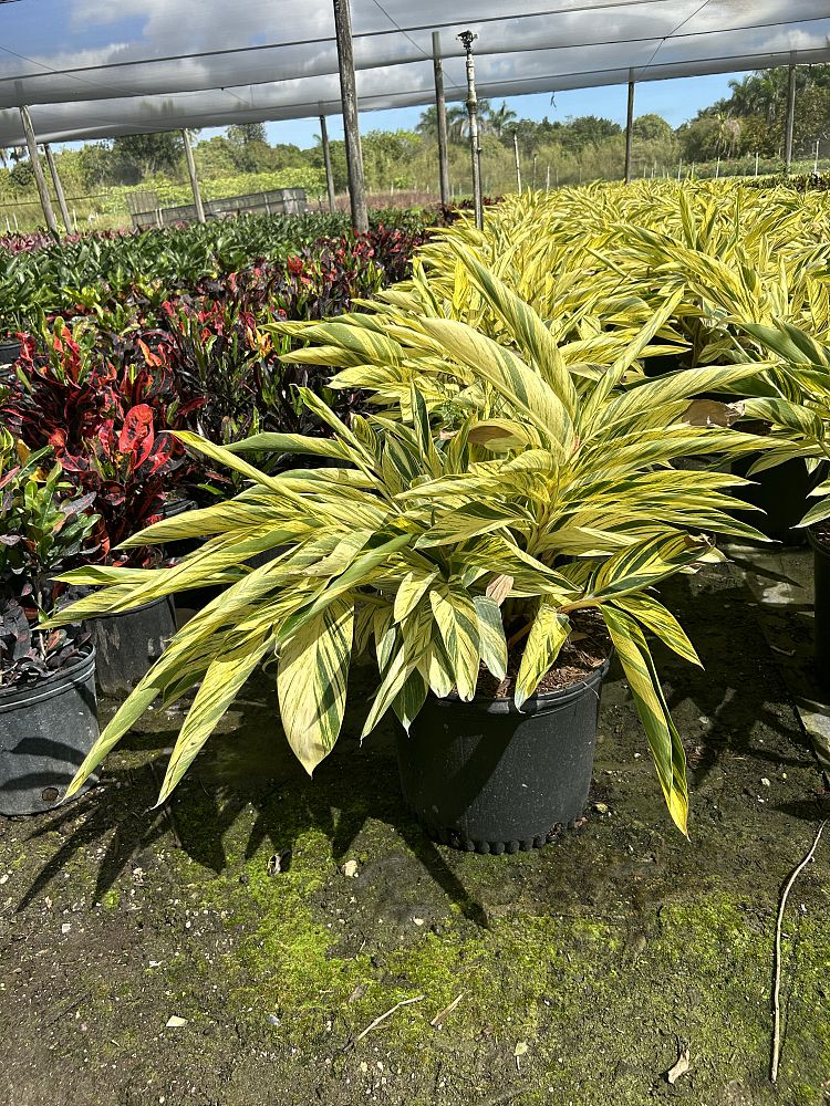 alpinia-zerumbet-variegata-shell-ginger-variegated