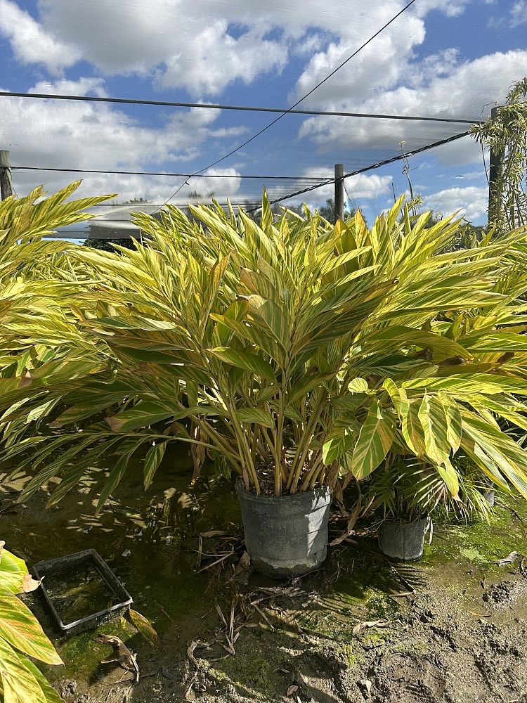 alpinia-zerumbet-variegata-shell-ginger-variegated