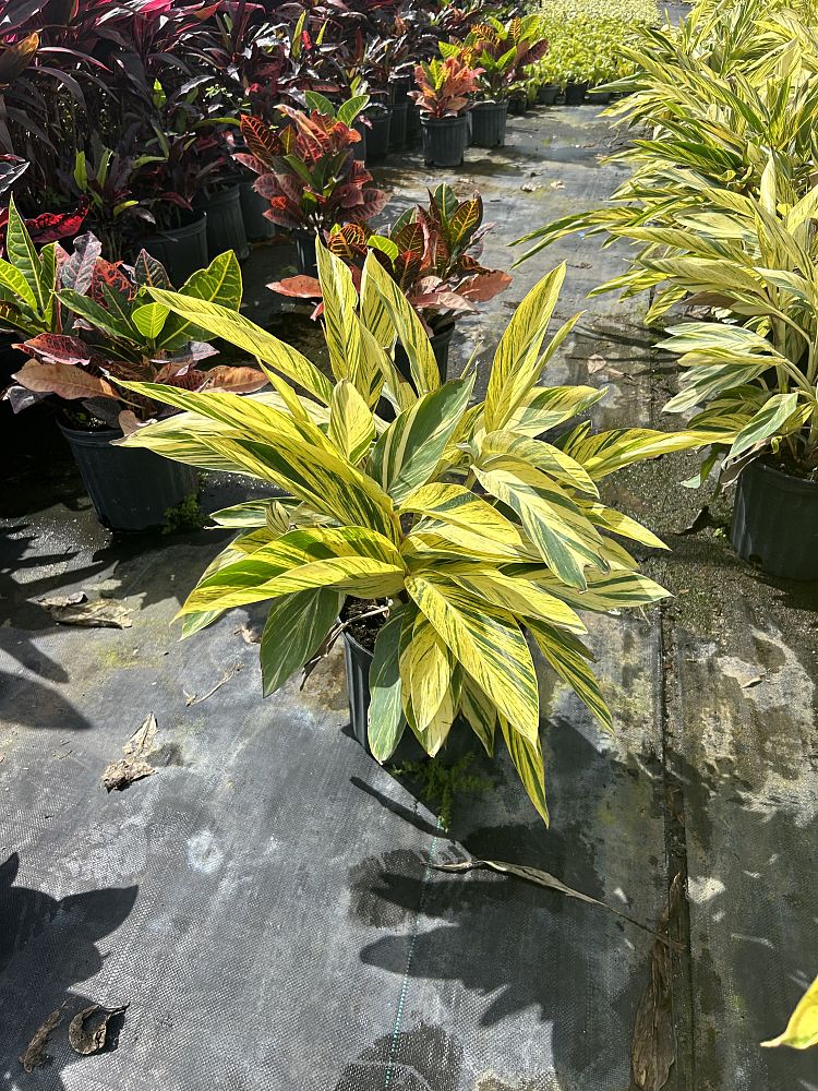 alpinia-zerumbet-variegata-shell-ginger-variegated