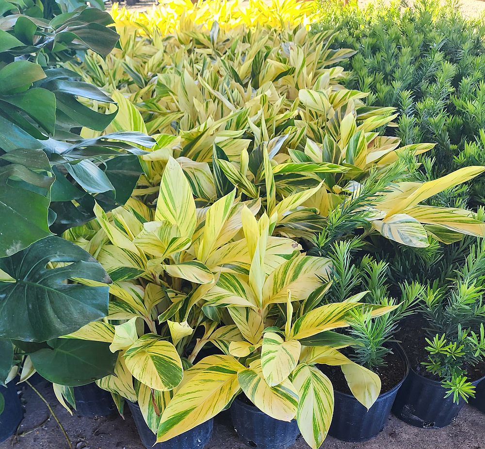 alpinia-zerumbet-variegata-shell-ginger-variegated
