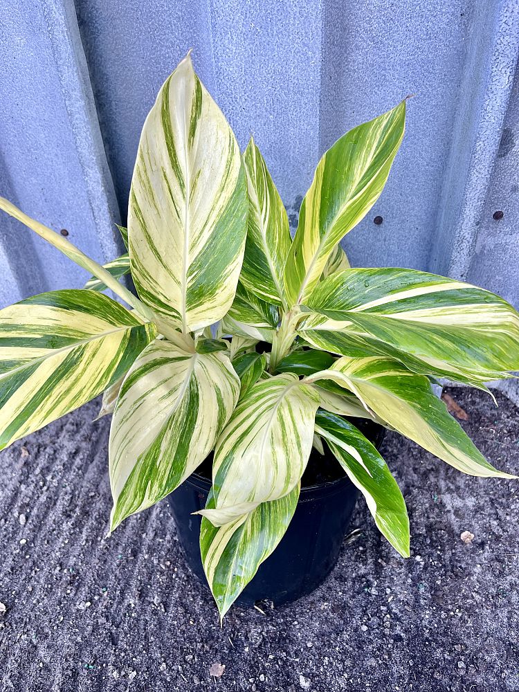 alpinia-zerumbet-variegata-shell-ginger-variegated