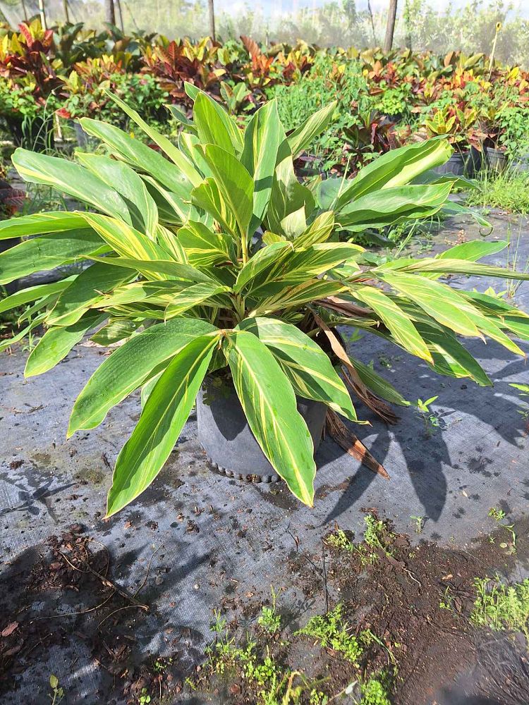 alpinia-zerumbet-variegata-shell-ginger-variegated
