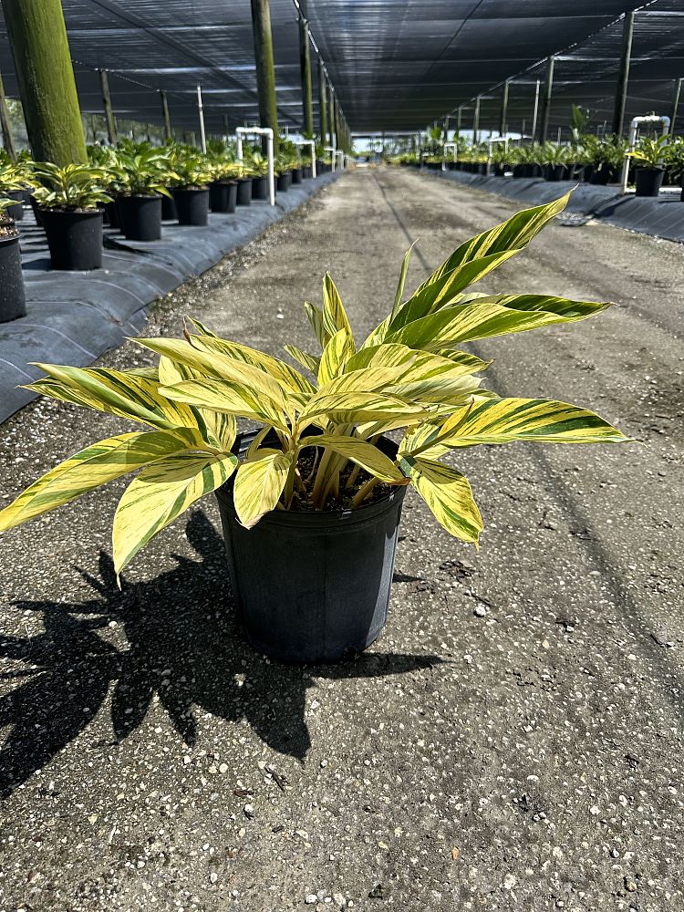 alpinia-zerumbet-variegata-shell-ginger-variegated