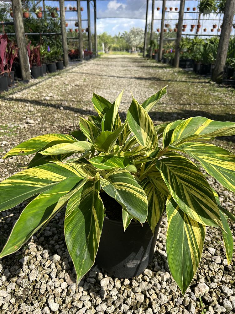 alpinia-zerumbet-variegata-shell-ginger-variegated