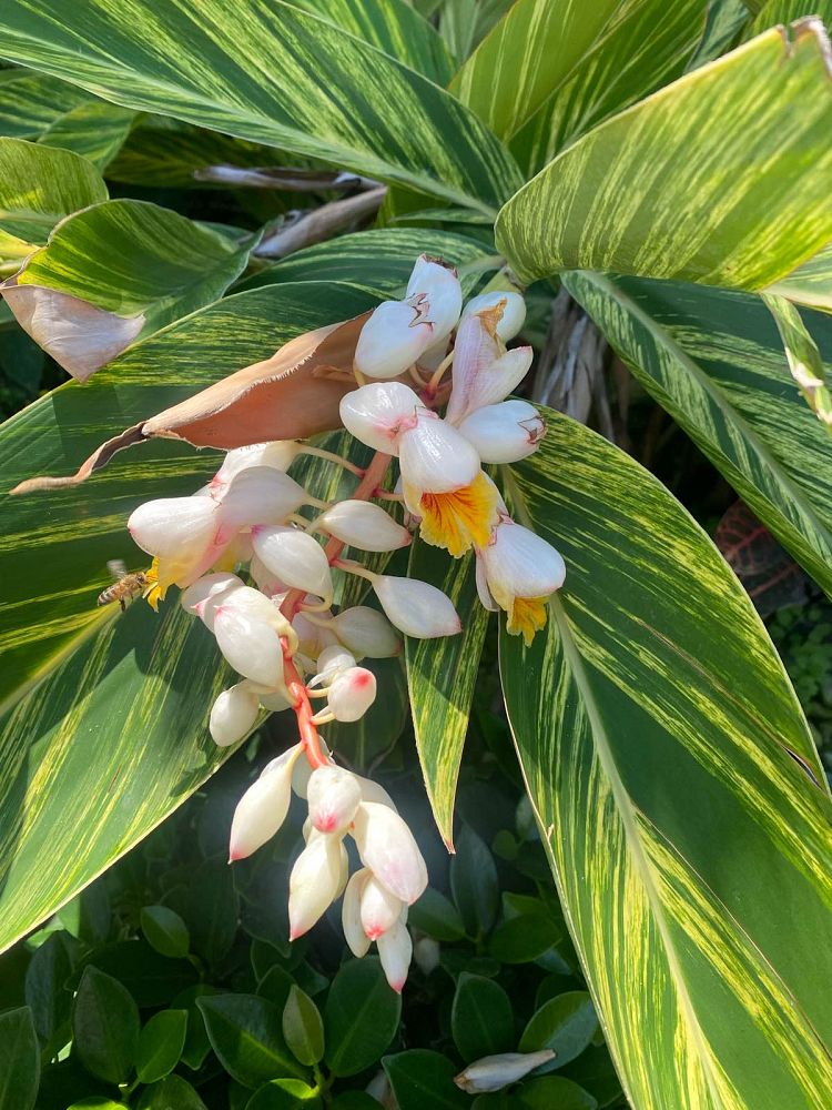 alpinia-zerumbet-variegata-shell-ginger-variegated