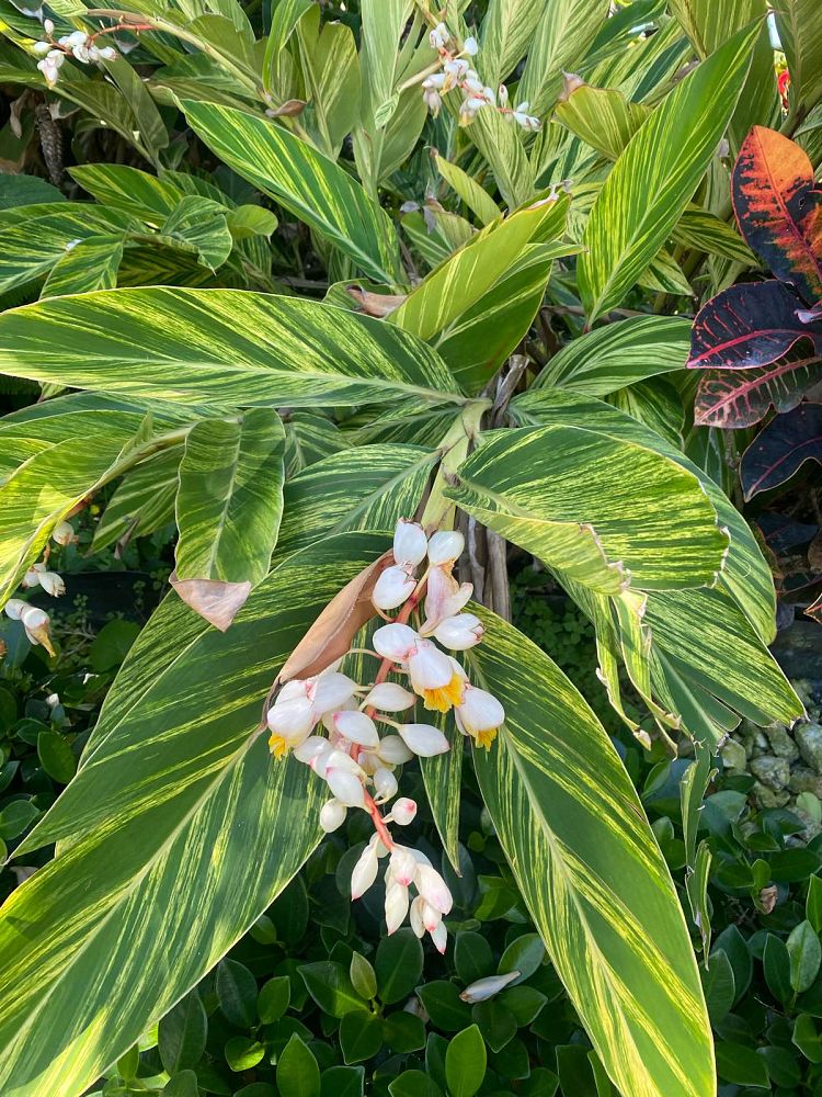 alpinia-zerumbet-variegata-shell-ginger-variegated