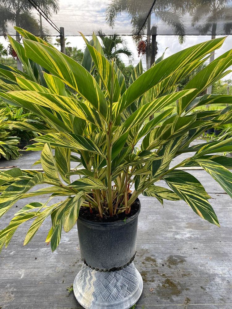 alpinia-zerumbet-variegata-shell-ginger-variegated