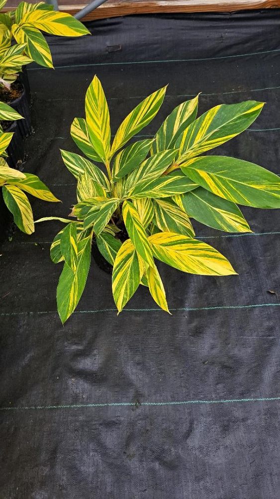alpinia-zerumbet-variegata-shell-ginger-variegated