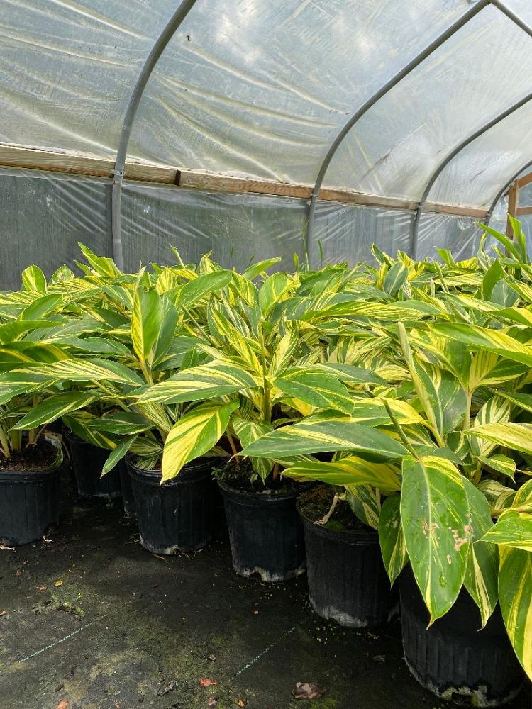 alpinia-zerumbet-variegata-shell-ginger-variegated
