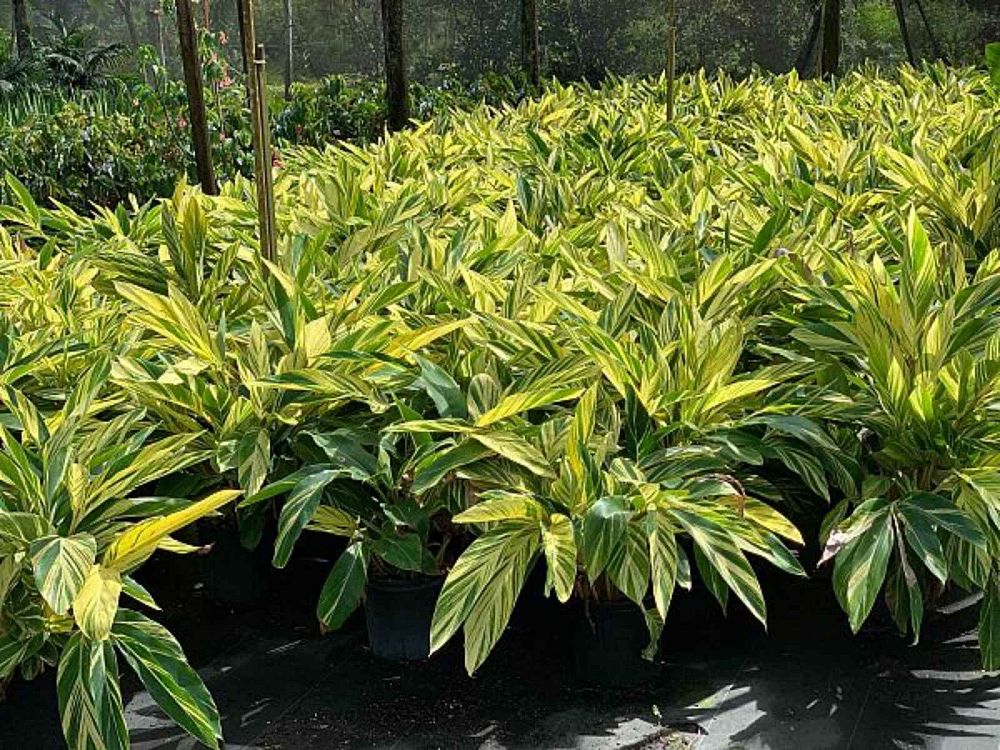 alpinia-zerumbet-variegata-shell-ginger-variegated