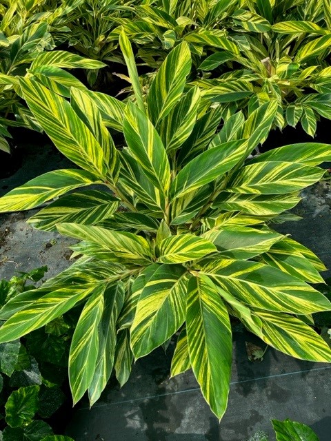 alpinia-zerumbet-variegata-shell-ginger-variegated