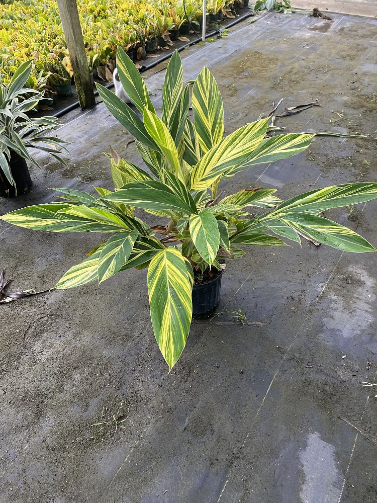 alpinia-zerumbet-variegata-shell-ginger-variegated