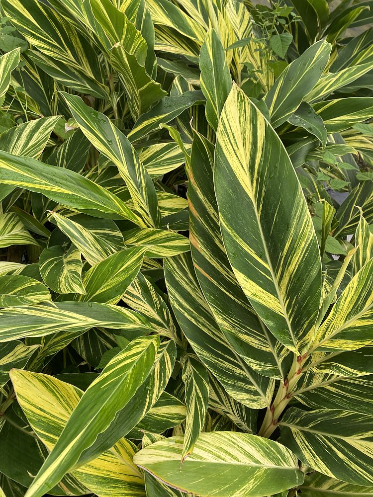 alpinia-zerumbet-variegata-shell-ginger-variegated