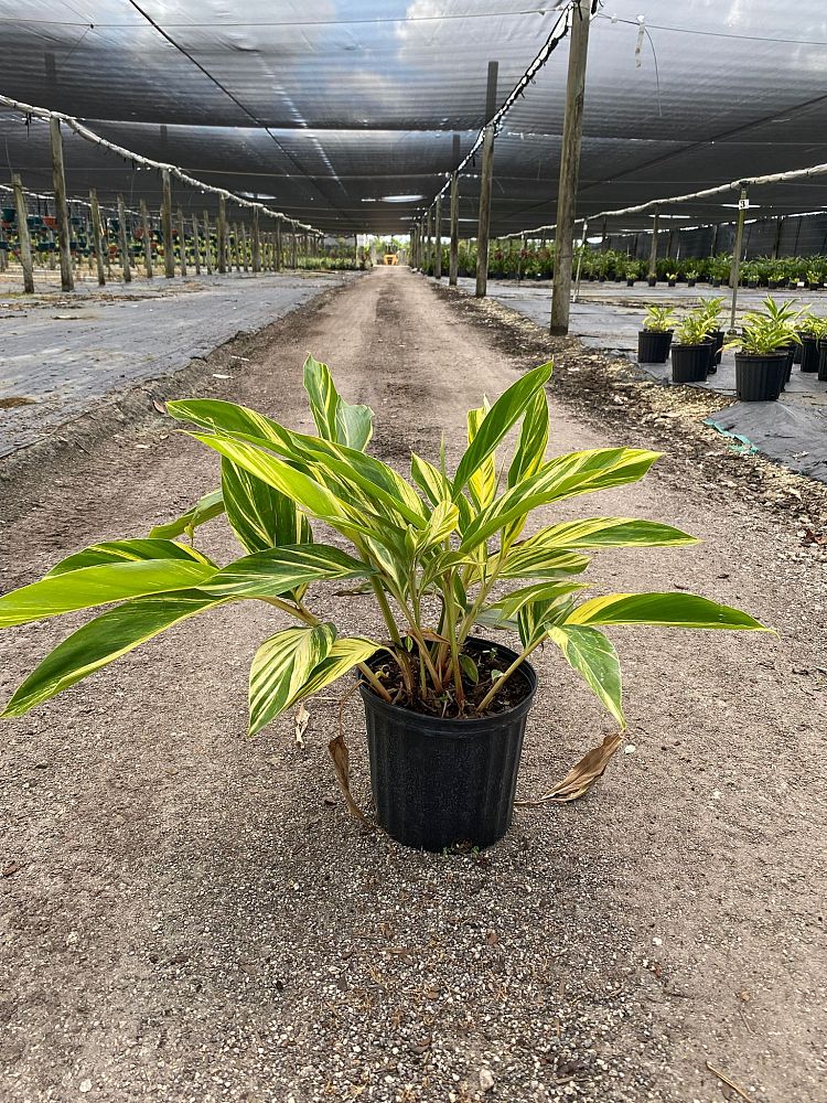 alpinia-zerumbet-variegata-shell-ginger-variegated
