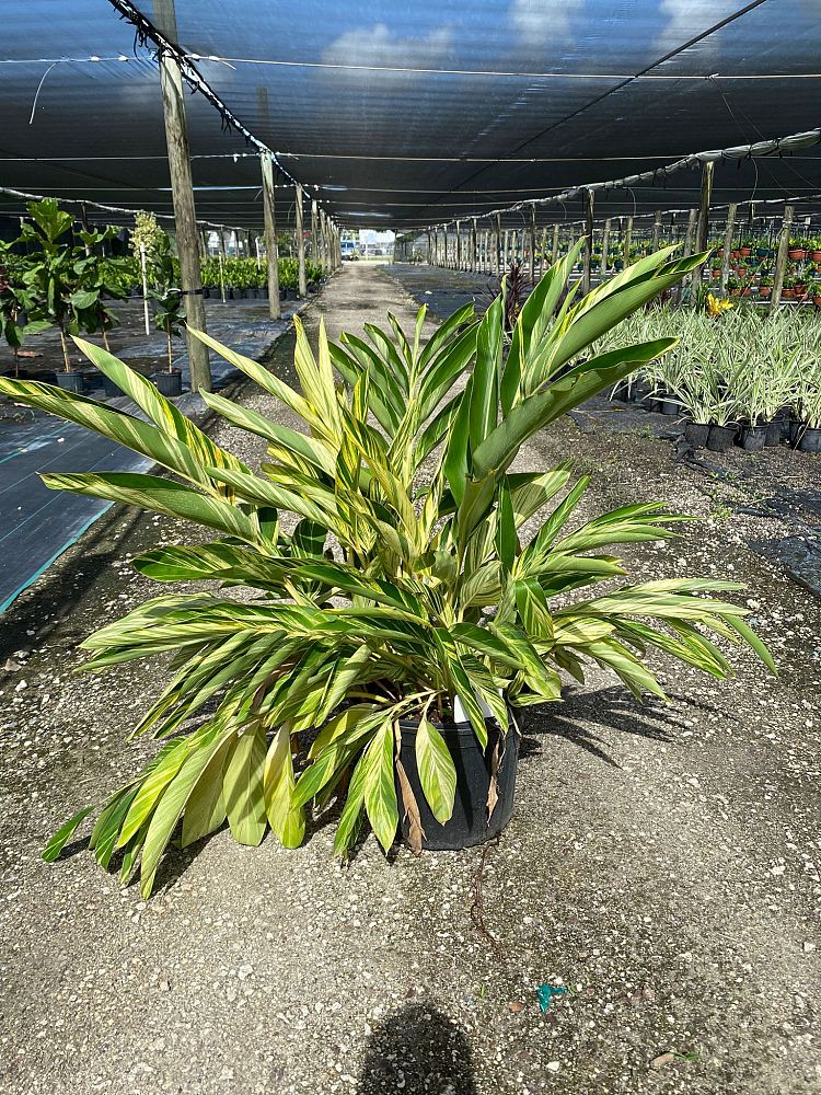 alpinia-zerumbet-variegata-shell-ginger-variegated