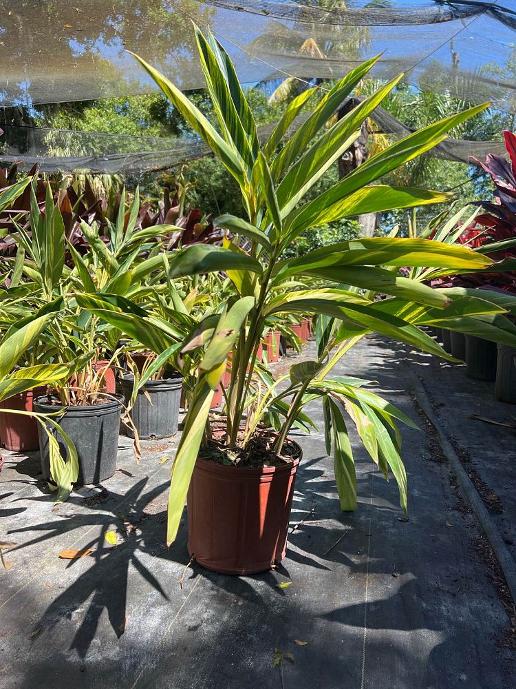 alpinia-zerumbet-variegata-shell-ginger-variegated