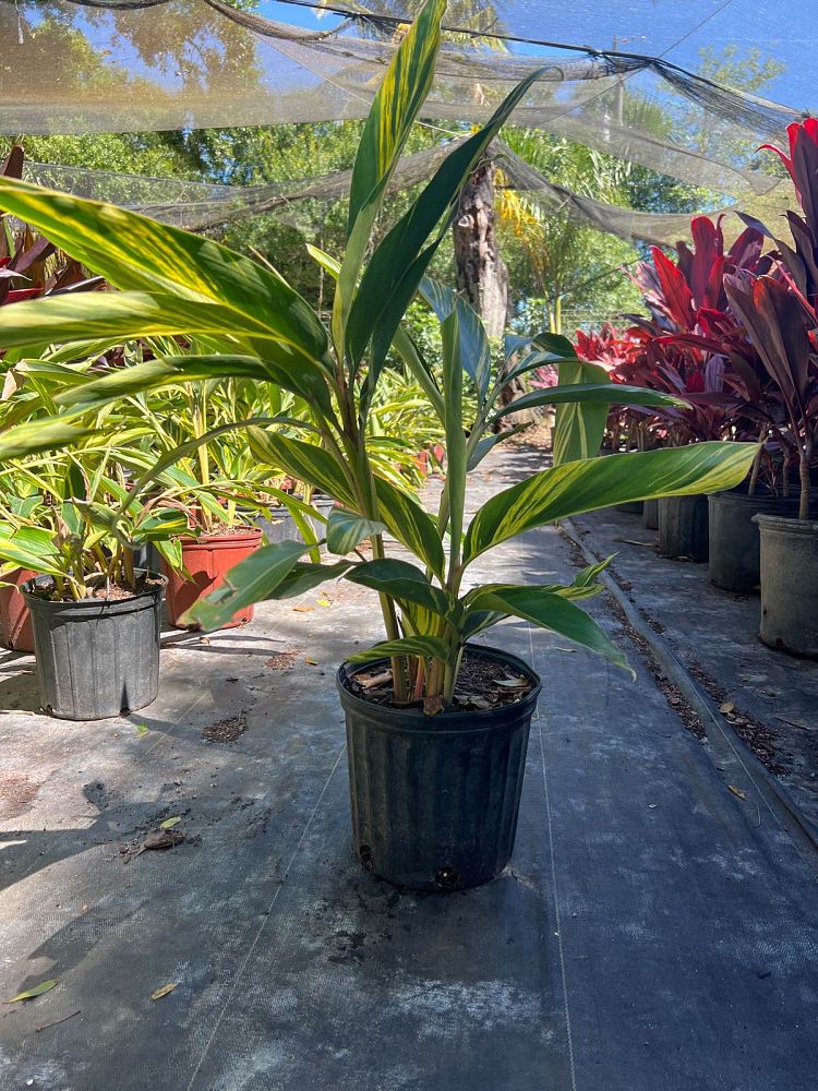 alpinia-zerumbet-variegata-shell-ginger-variegated