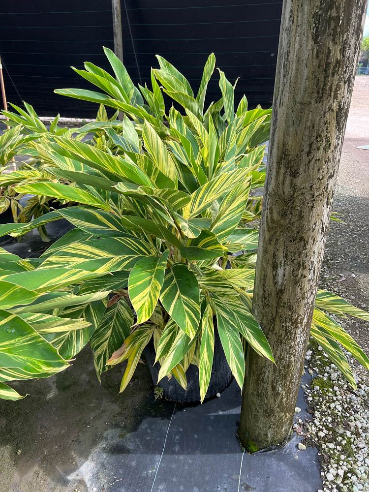 alpinia-zerumbet-variegata-shell-ginger-variegated