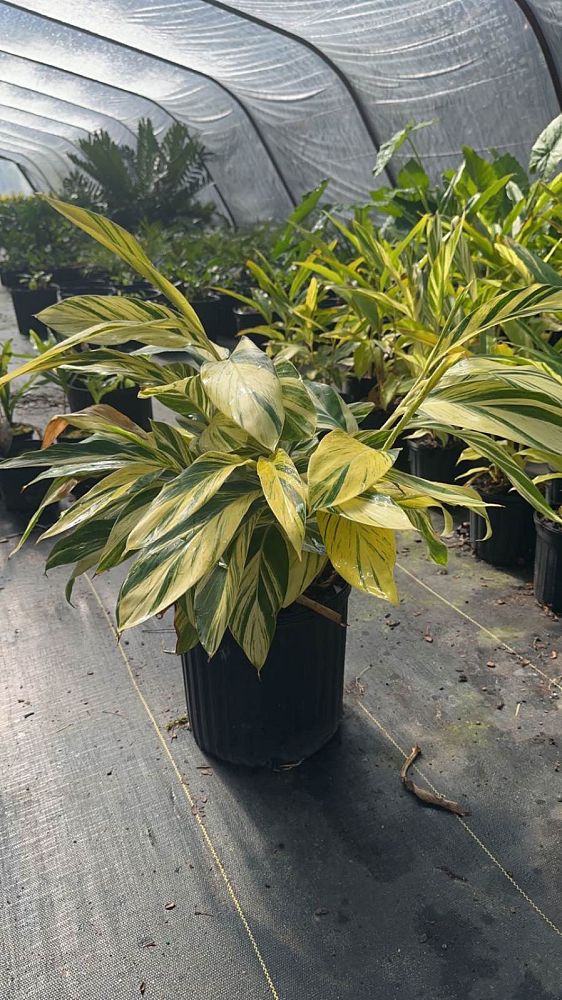 alpinia-zerumbet-variegata-shell-ginger-variegated