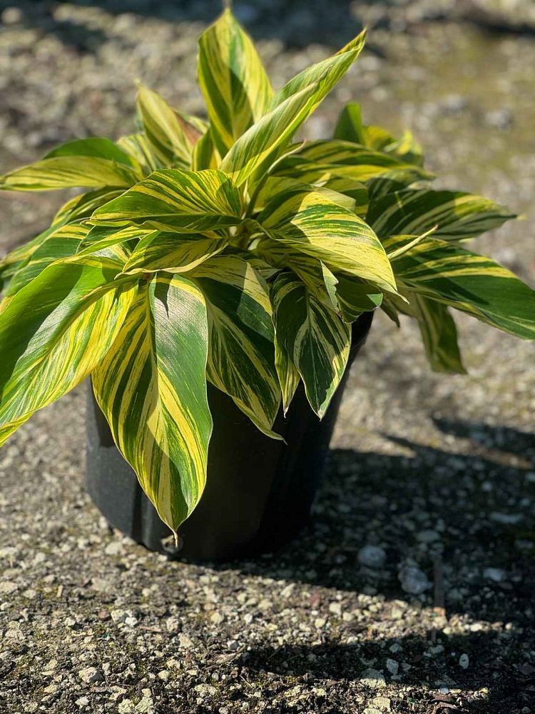 alpinia-zerumbet-variegata-shell-ginger-variegated
