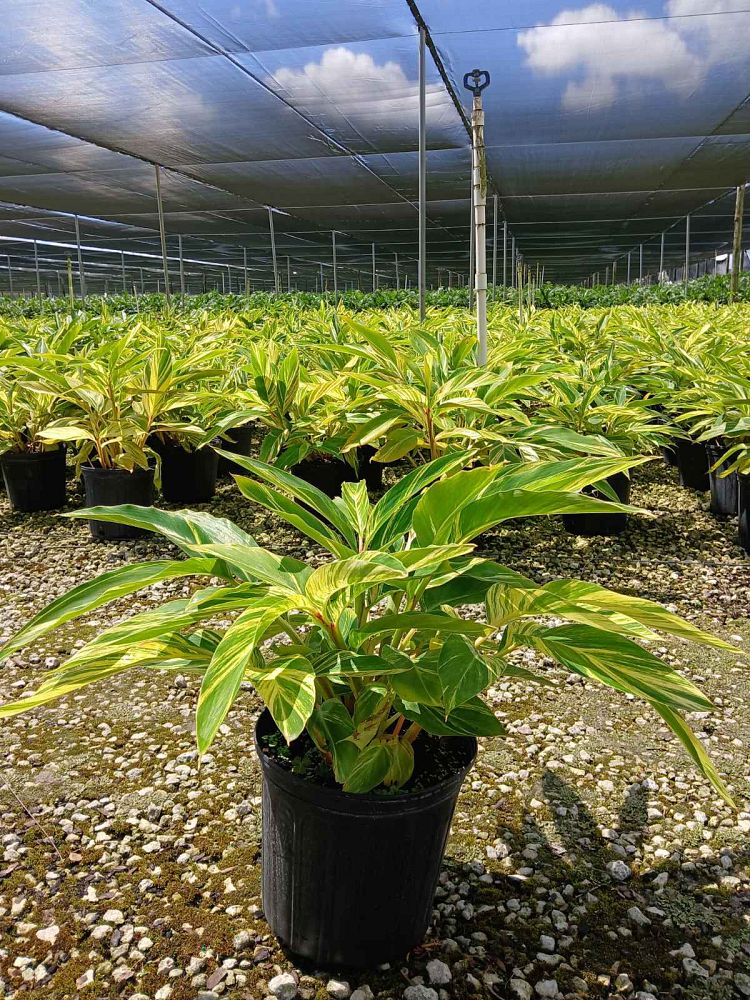 alpinia-zerumbet-variegata-shell-ginger-variegated