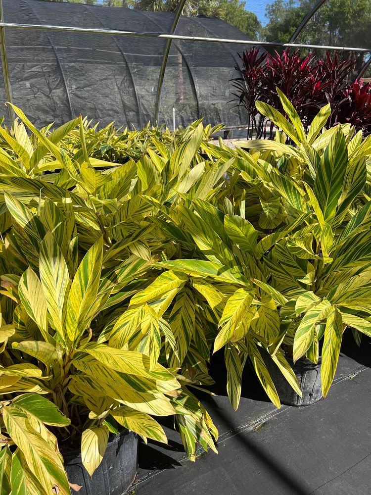 alpinia-zerumbet-variegata-shell-ginger-variegated
