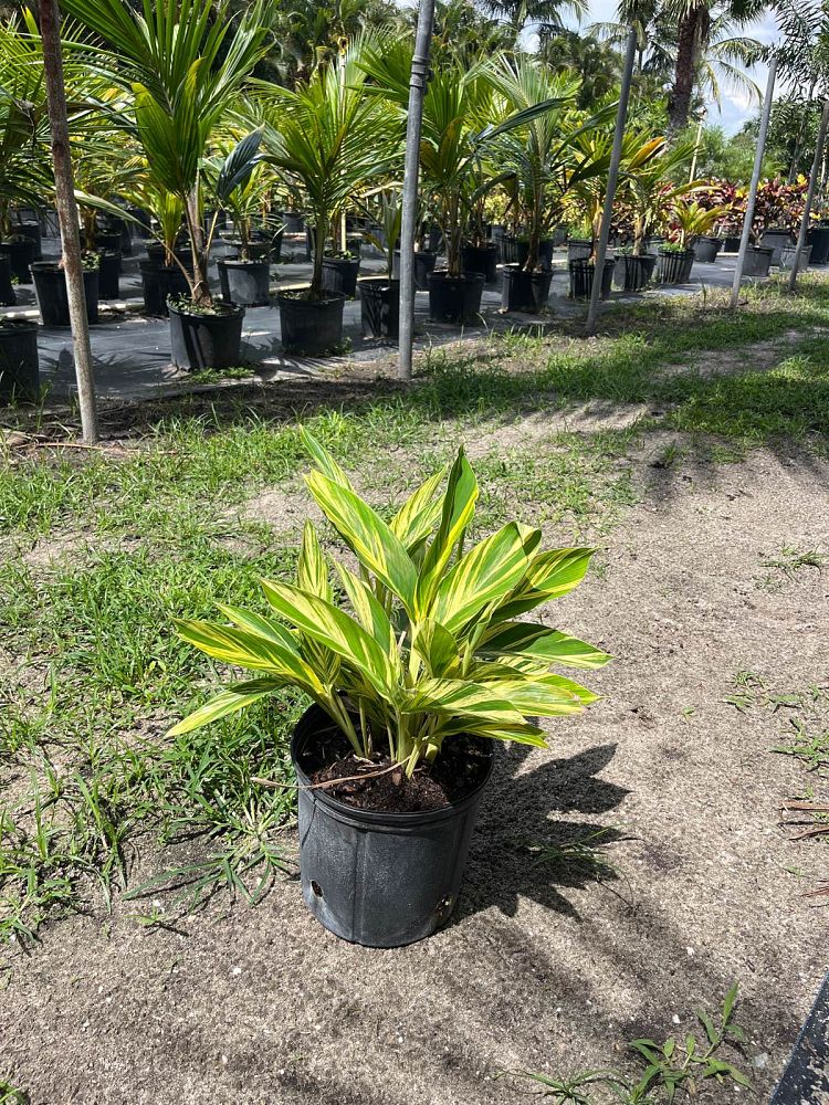 alpinia-zerumbet-variegata-shell-ginger-variegated